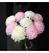 9 белых и розовых одноголовых хризантем  в букете