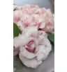 Розовые французские розы с эвкалиптом в букете.