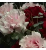 красные и розовые французские розы с эвкалиптом в розовой шляпной коробке