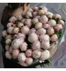 букет из 51 розового пиона