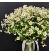 букет из кустовых ромашек.