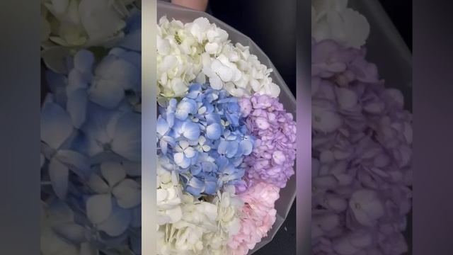 21 голубая,розовая,сиреневая и белая гортензия в букете.